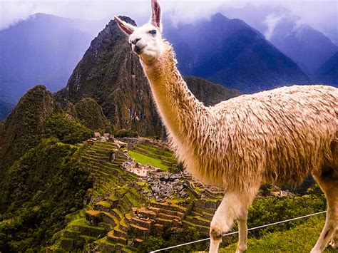 machu picchu tours from los angeles